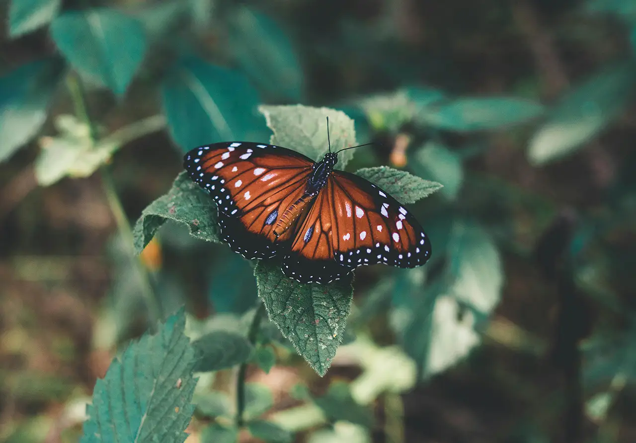 butterfly photo